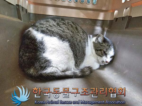 종료(안락사) 한국…